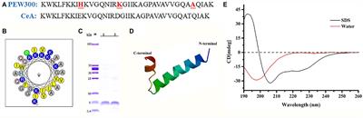 Antibiofilm property and multiple action of peptide PEW300 against Pseudomonas aeruginosa